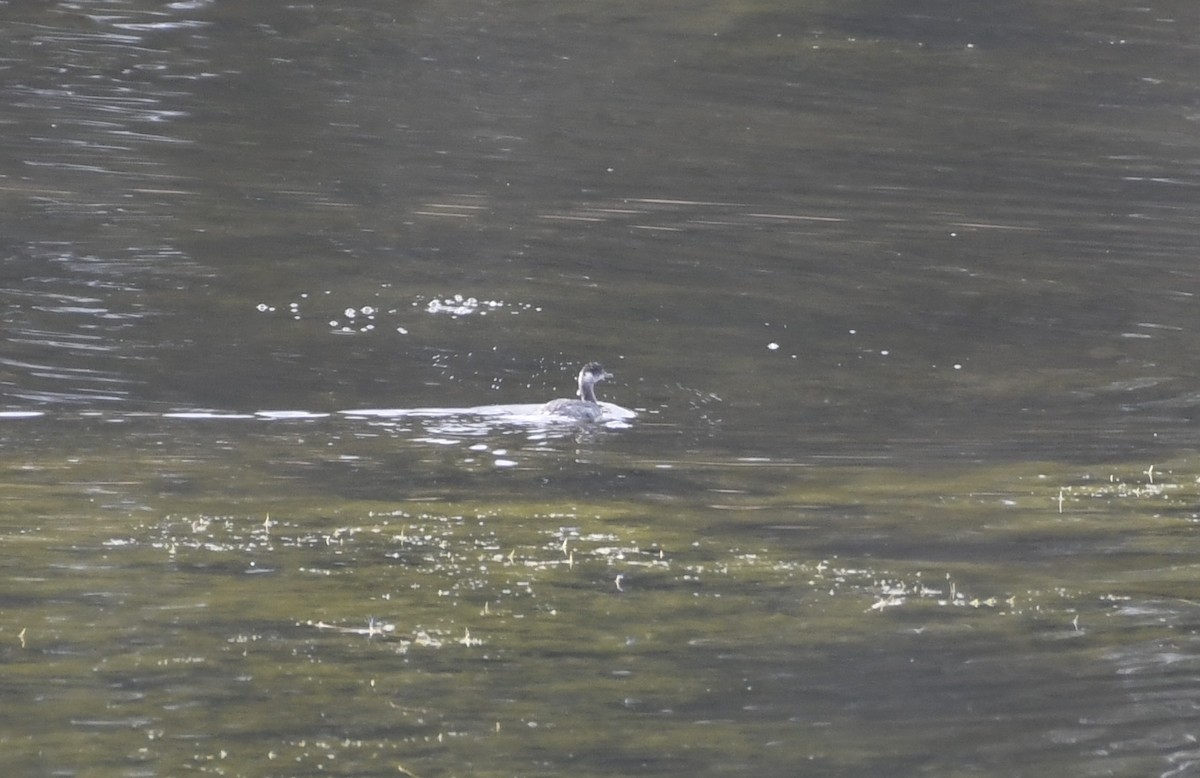 eBird Checklist 4 Dec 2022 Canopy Oaks Community Park 13 species