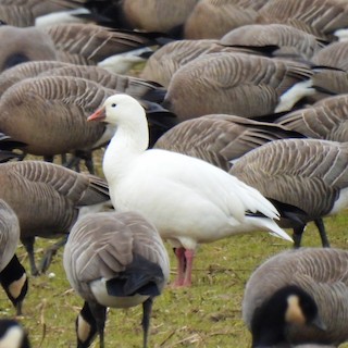 Ross's Goose, ML510749561