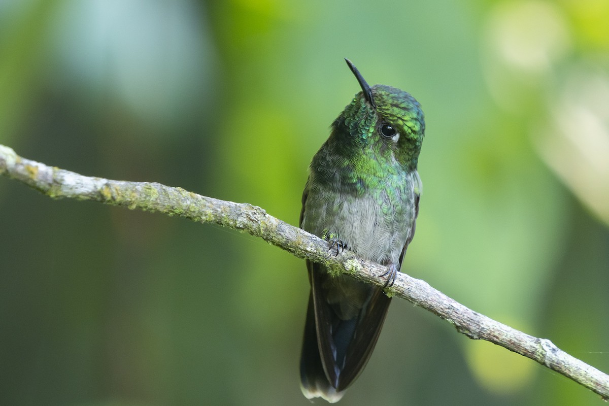 Emerald-chinned Hummingbird - ML510752521