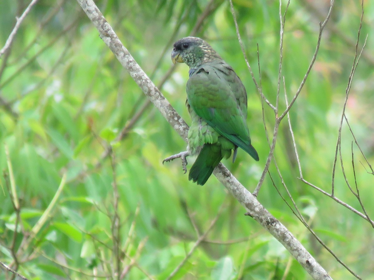 Scaly-headed Parrot - ML510752931