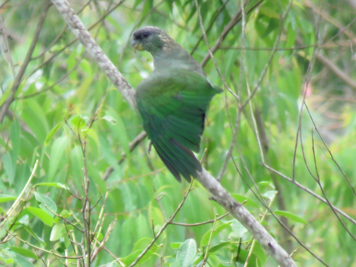 Scaly-headed Parrot - ML510752981