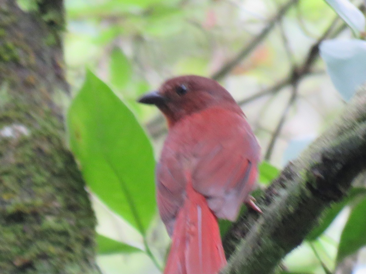 Red-crowned Ant-Tanager - ML510754611