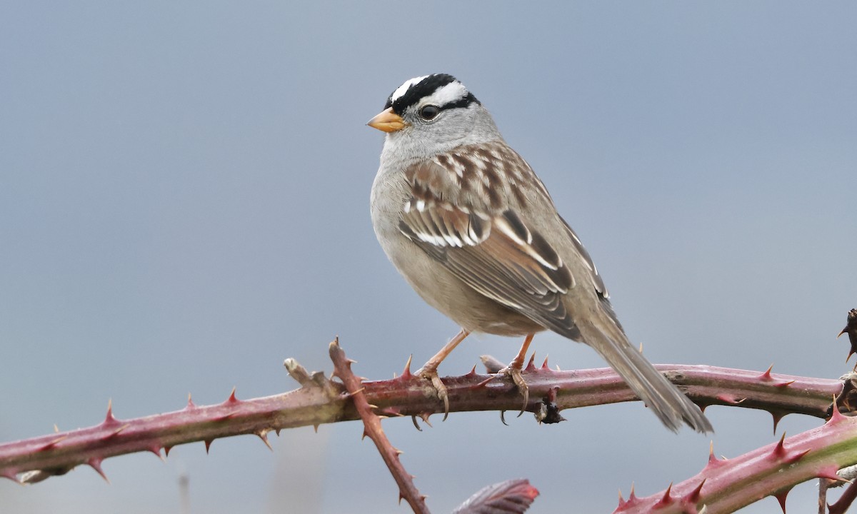 White-crowned Sparrow - Evan Larson