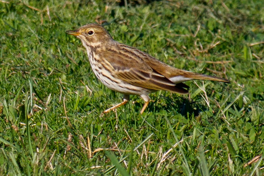 Meadow Pipit - ML510755771