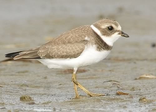 Semipalmated Plover - ML51075991