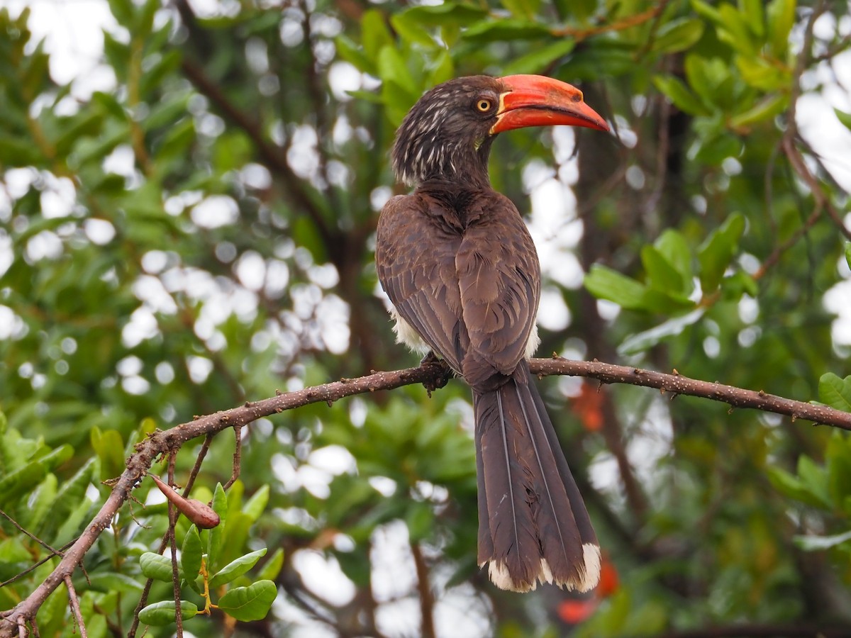 Crowned Hornbill - Selvino de Kort