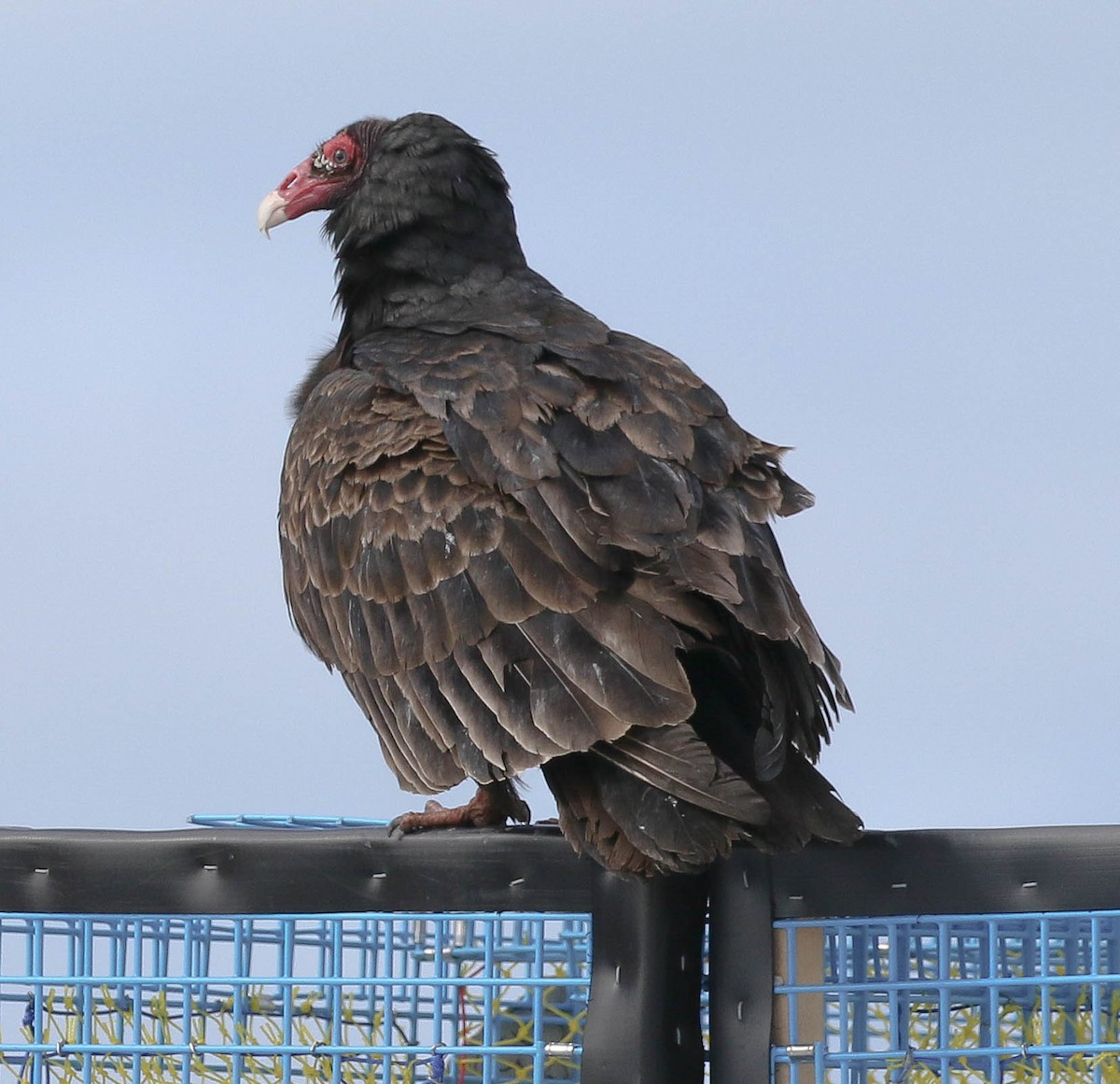 Turkey Vulture - ML51076171