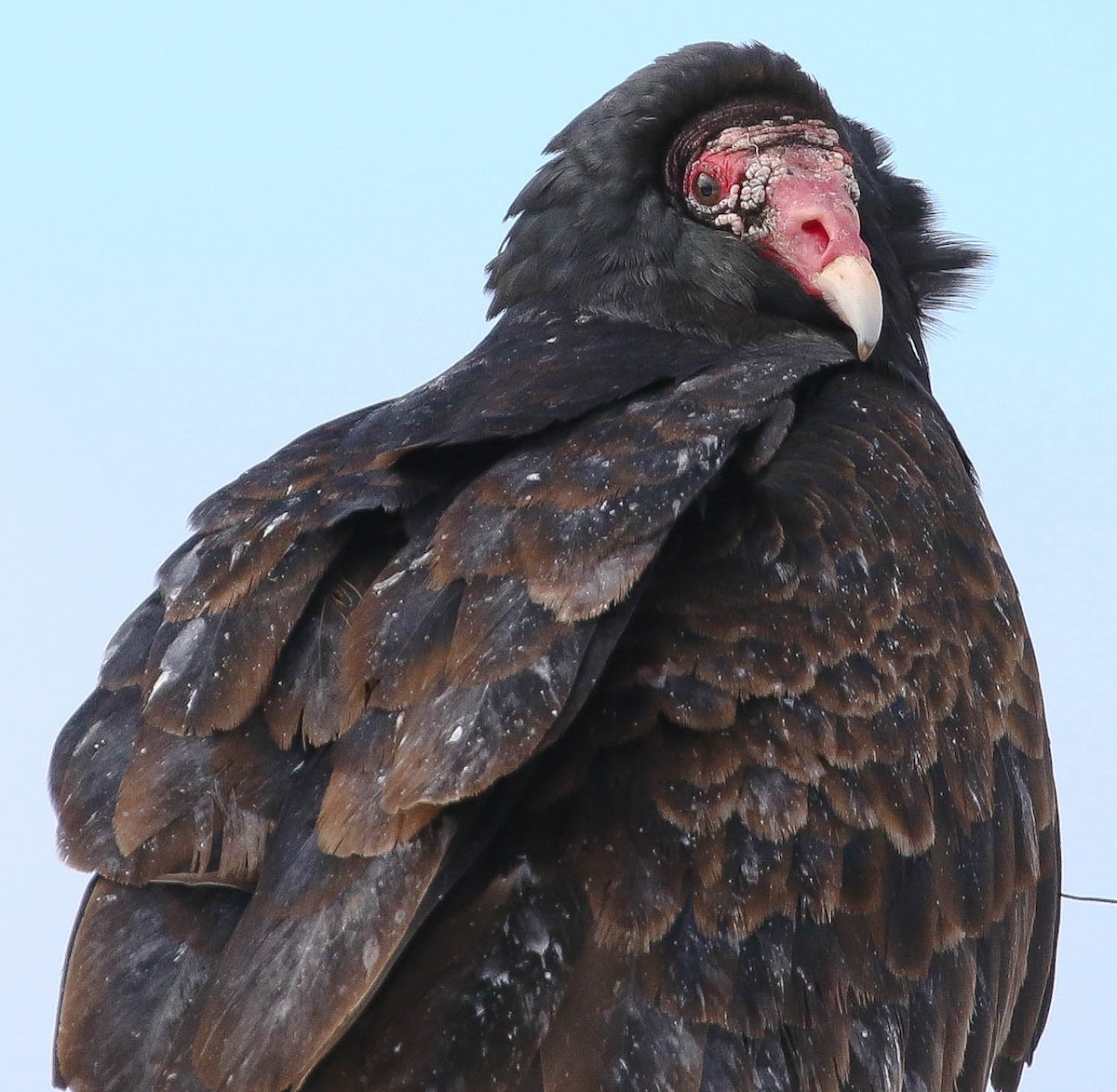 Turkey Vulture - ML51076201