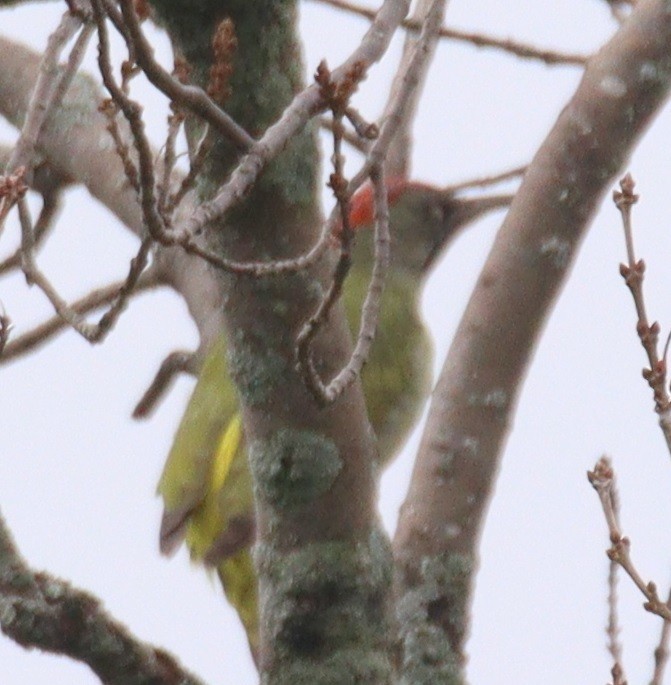 Iberian Green Woodpecker - ML510762071