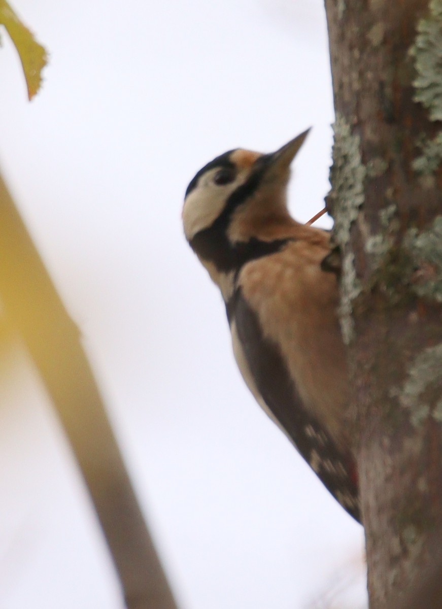 Great Spotted Woodpecker - ML510762081