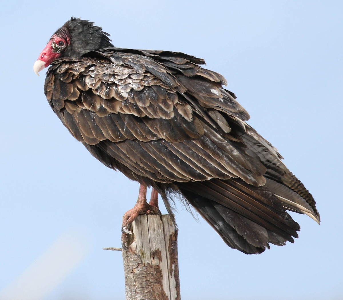 Turkey Vulture - ML51076251
