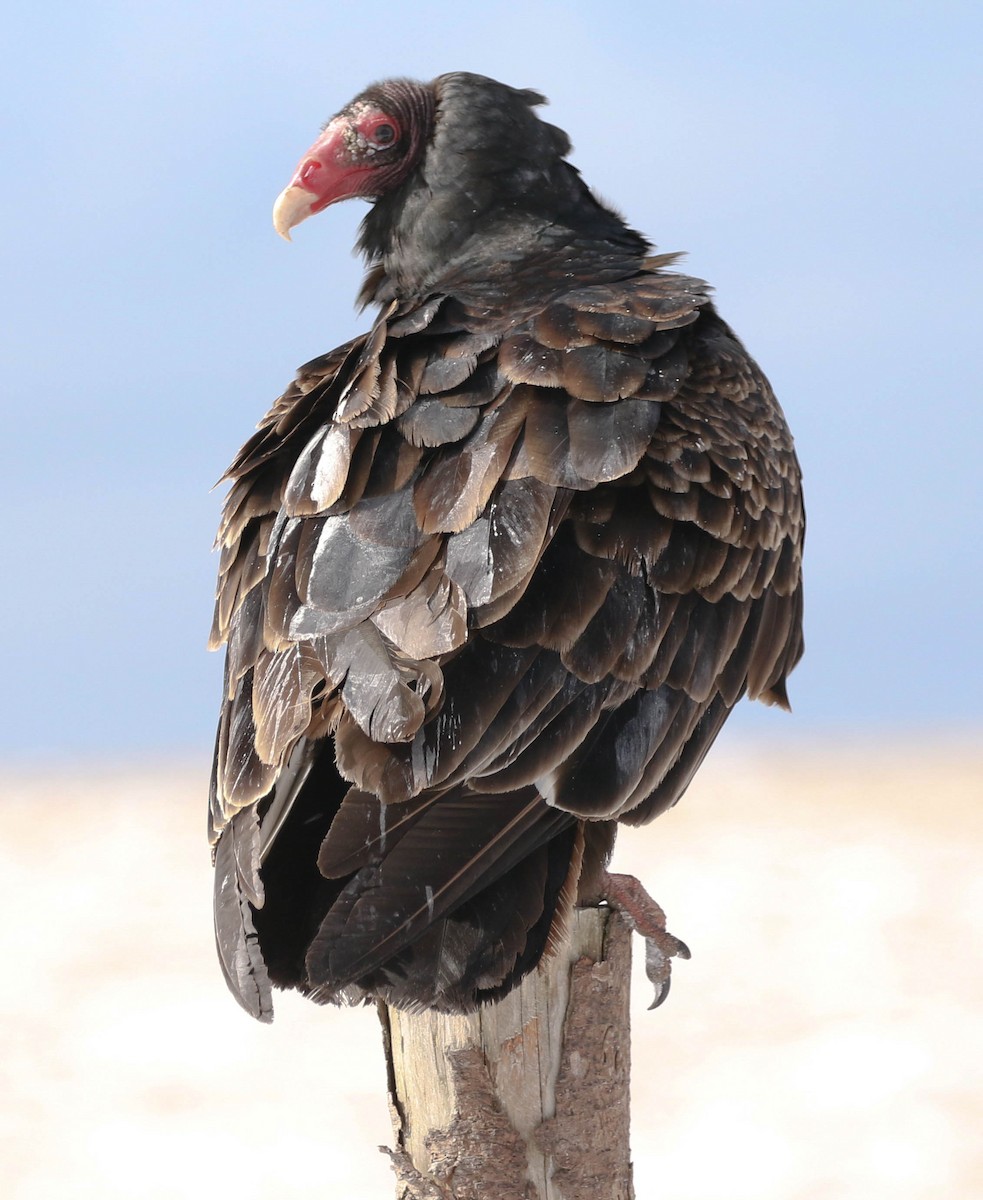 Turkey Vulture - ML51076281