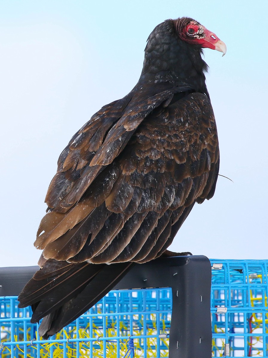 Turkey Vulture - ML51076291