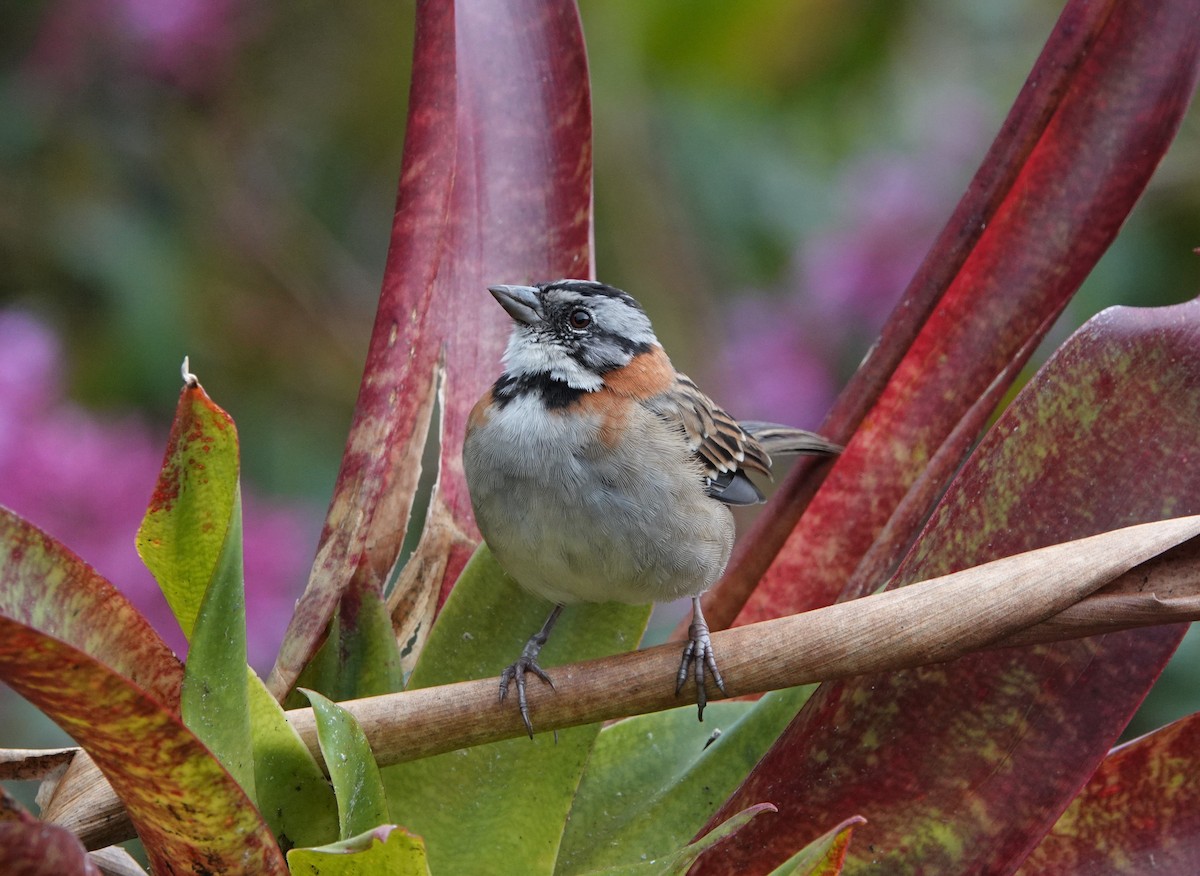 Rufous-collared Sparrow - ML510770111
