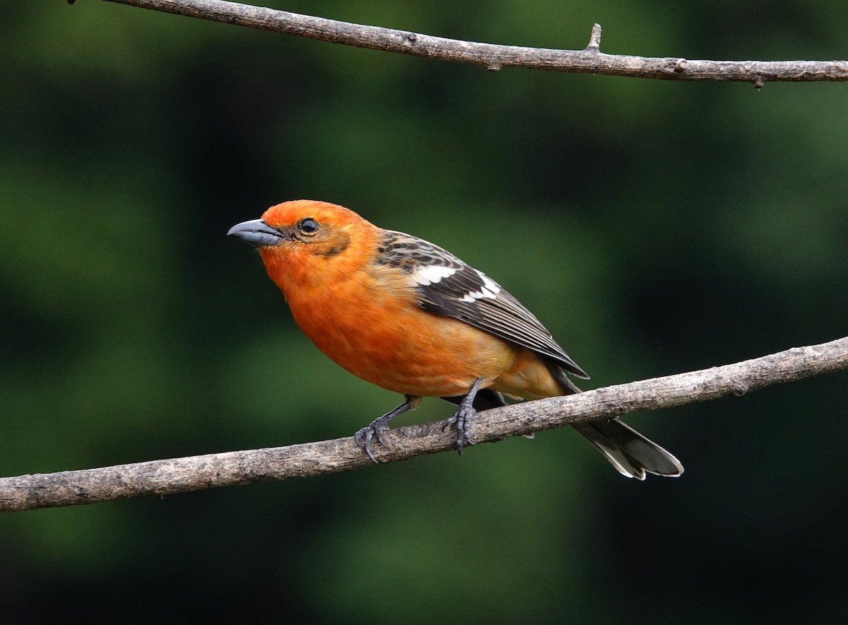 Flame-colored Tanager - ML510770661
