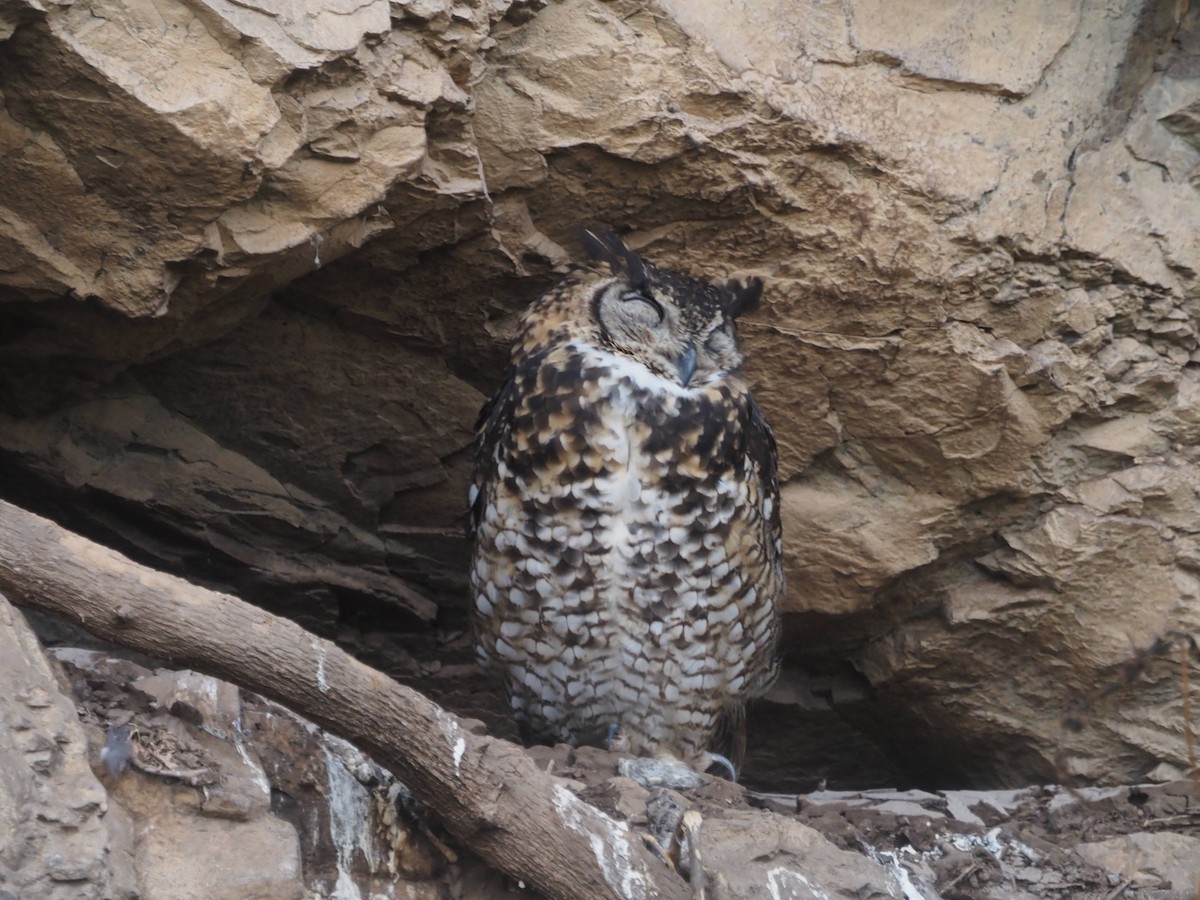 Cape Eagle-Owl (Northern) - ML510770711