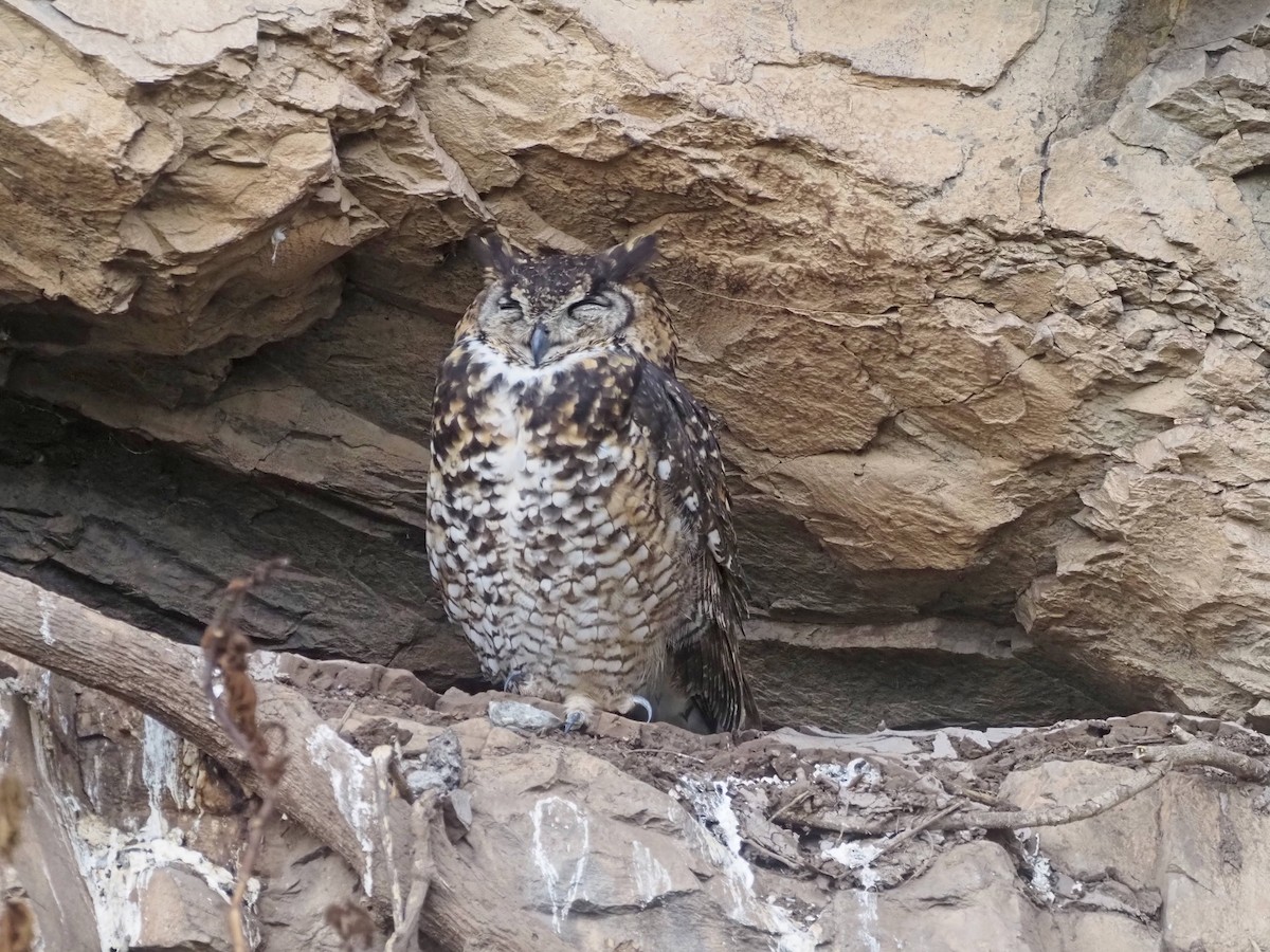 Cape Eagle-Owl (Northern) - ML510770721
