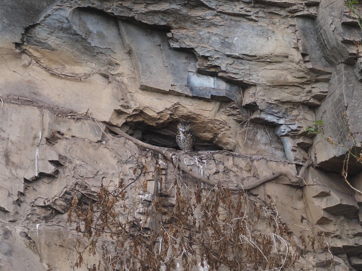 Cape Eagle-Owl (Northern) - ML510770731