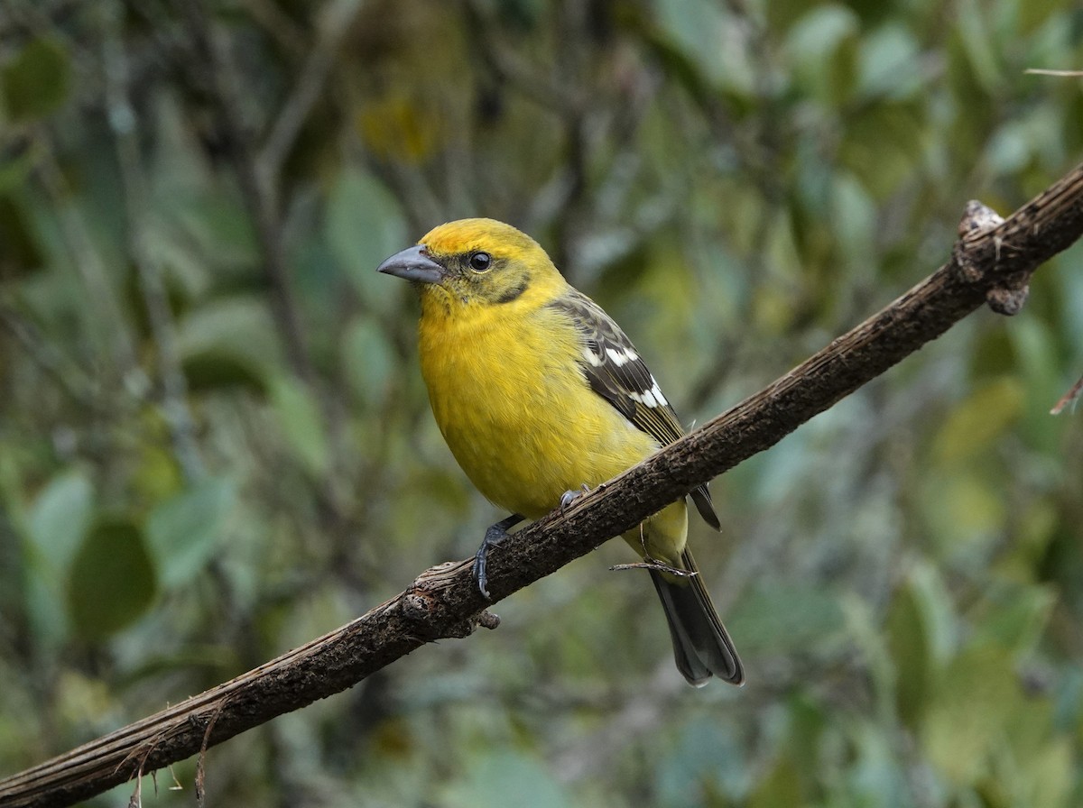 Flame-colored Tanager - ML510770781