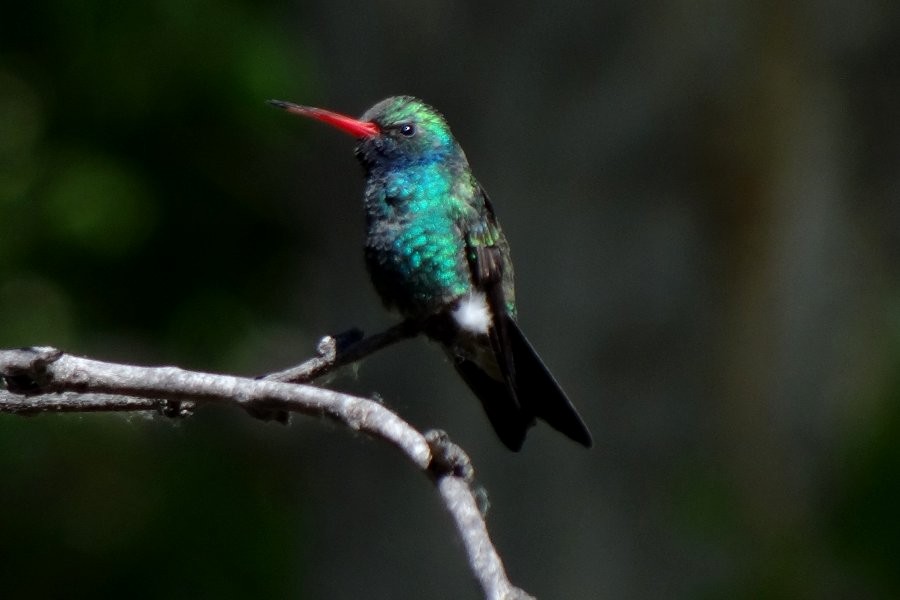 Broad-billed Hummingbird - Larry Neily