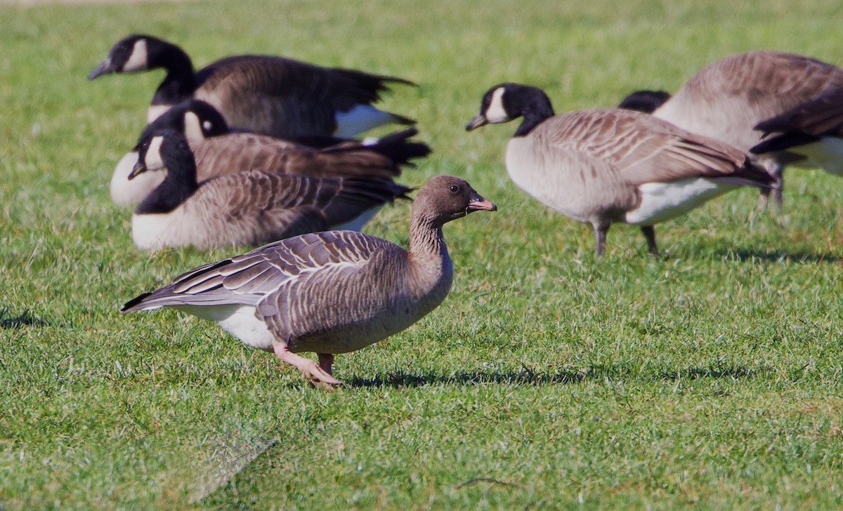 Pink-footed Goose - ML510780461