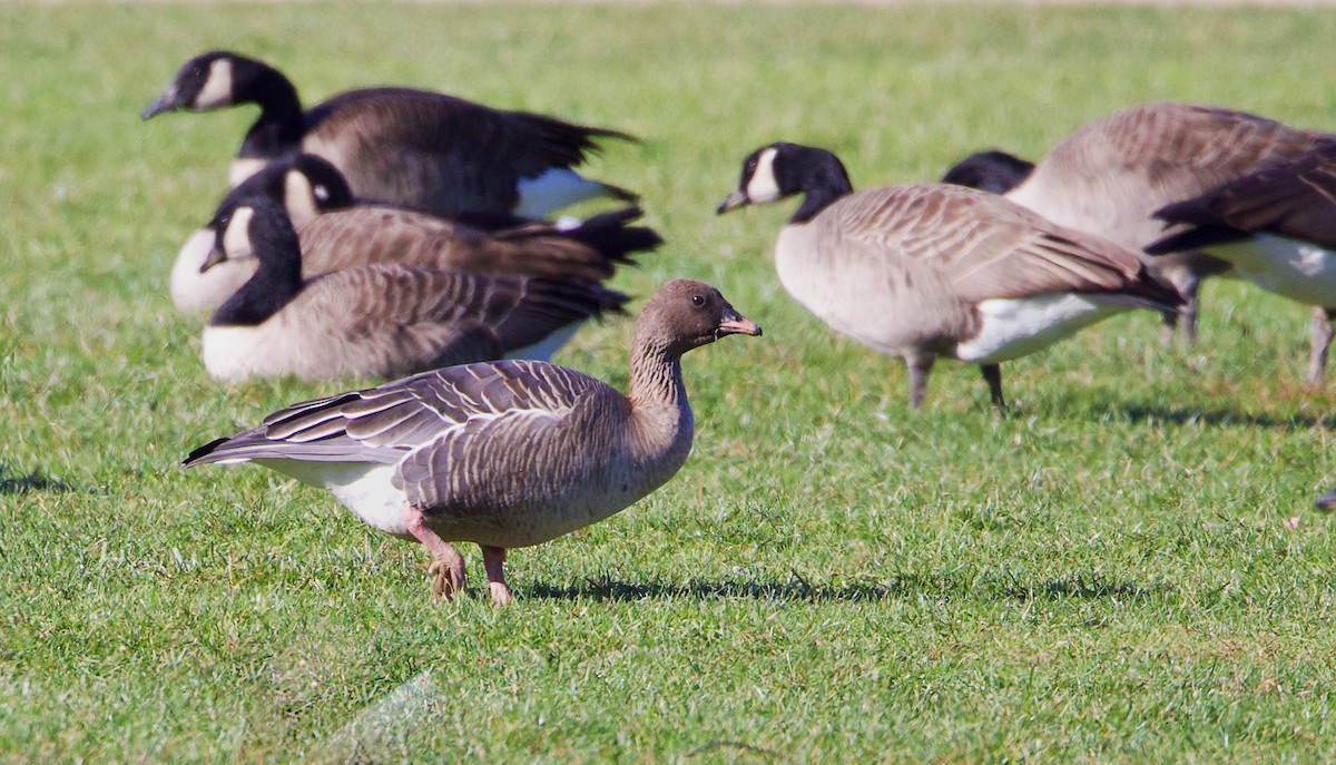 Pink-footed Goose - ML510780471