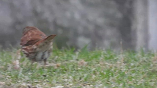 Fox Sparrow (Red) - ML510782071