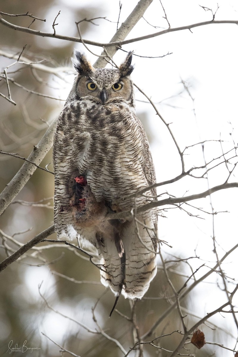 Great Horned Owl - sandra bourgeois arseneault