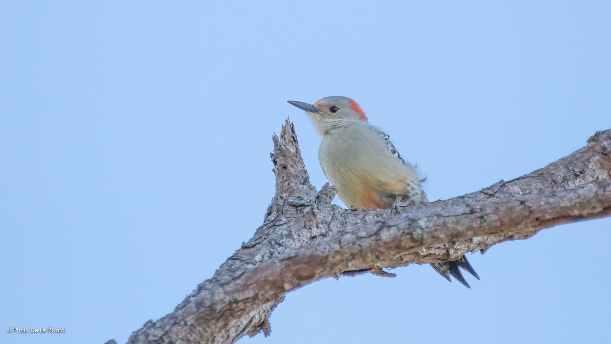 Red-bellied Woodpecker - ML510789191