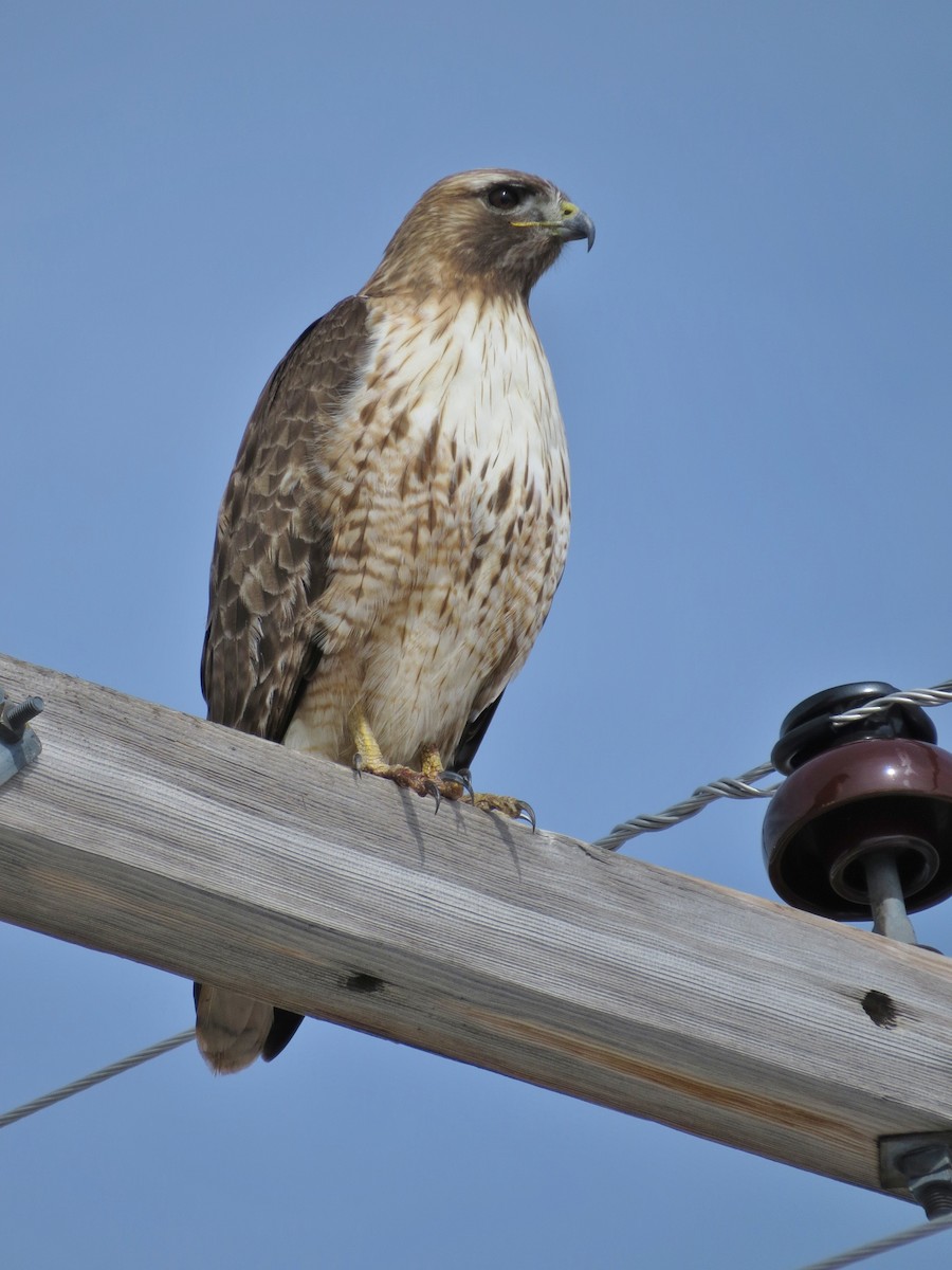 Red-tailed Hawk - Marya Moosman