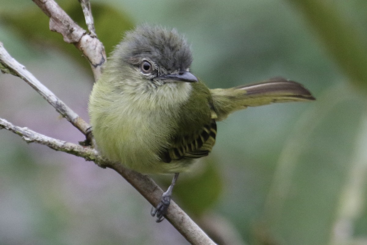 Gray-crowned Flatbill - ML510793961