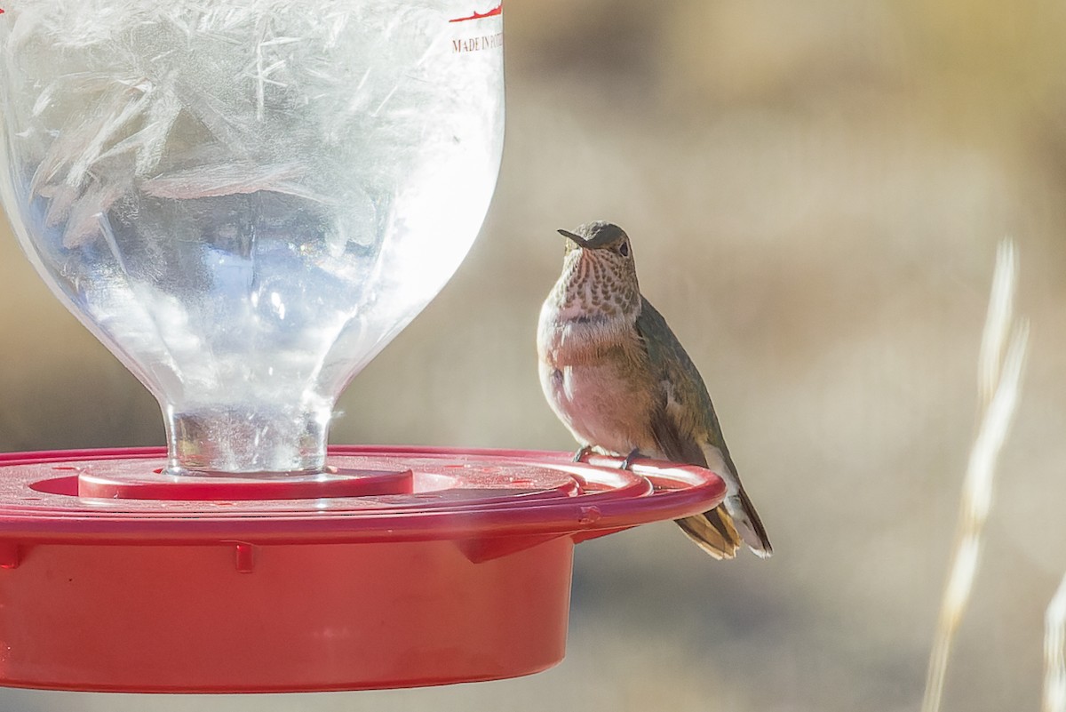 Broad-tailed Hummingbird - ML510796341