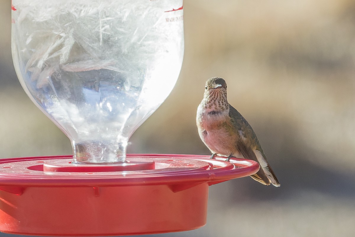 Broad-tailed Hummingbird - ML510796351