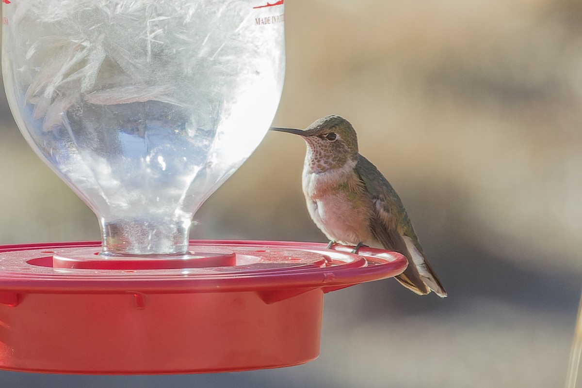 Broad-tailed Hummingbird - ML510796361