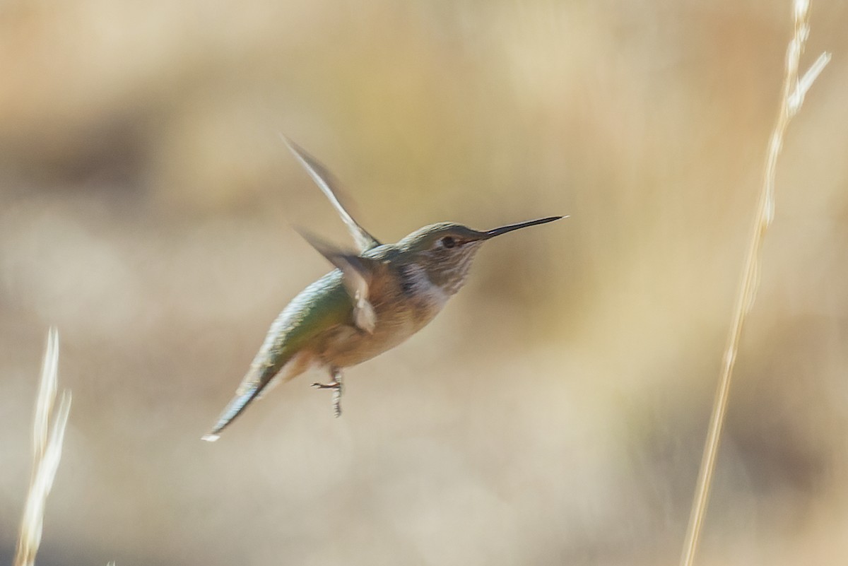 Broad-tailed Hummingbird - ML510796391