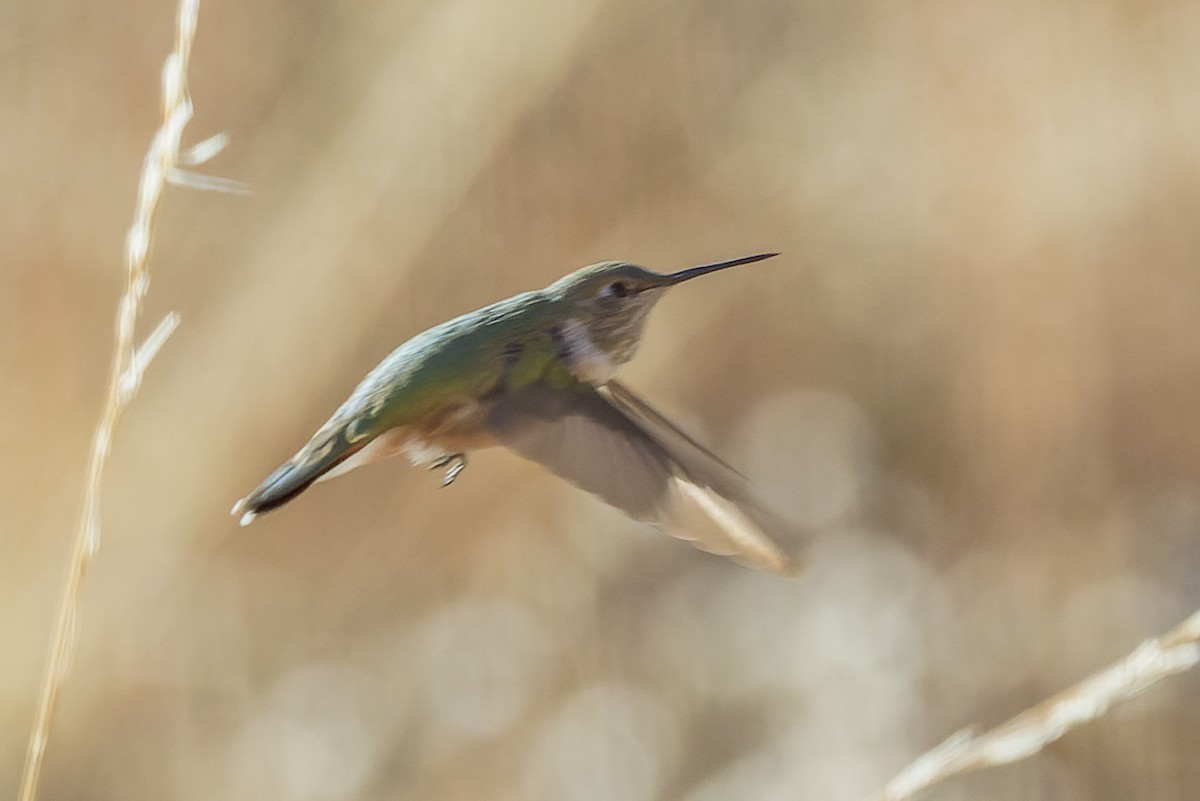 Broad-tailed Hummingbird - ML510796401