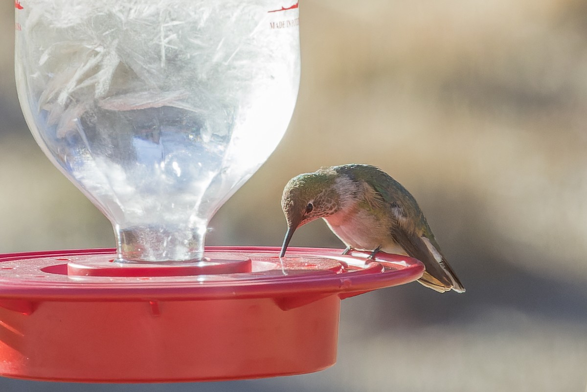 Broad-tailed Hummingbird - ML510796411
