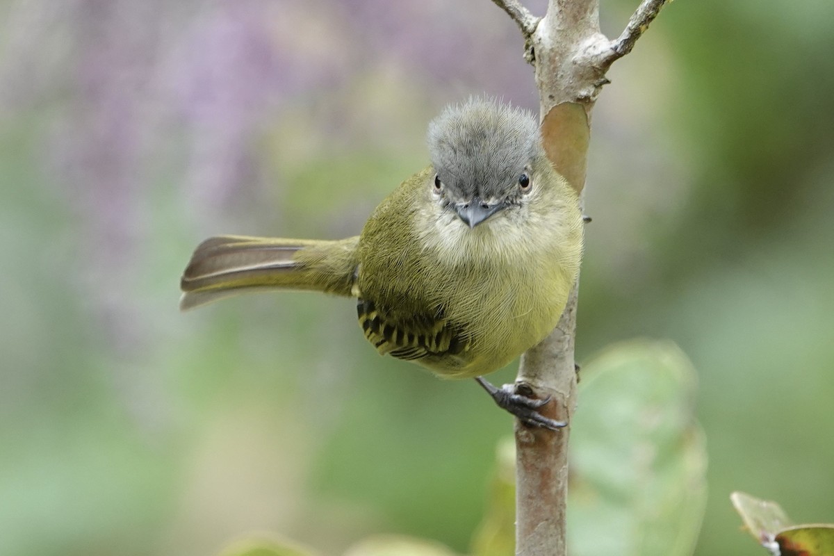 Gray-crowned Flatbill - ML510796811