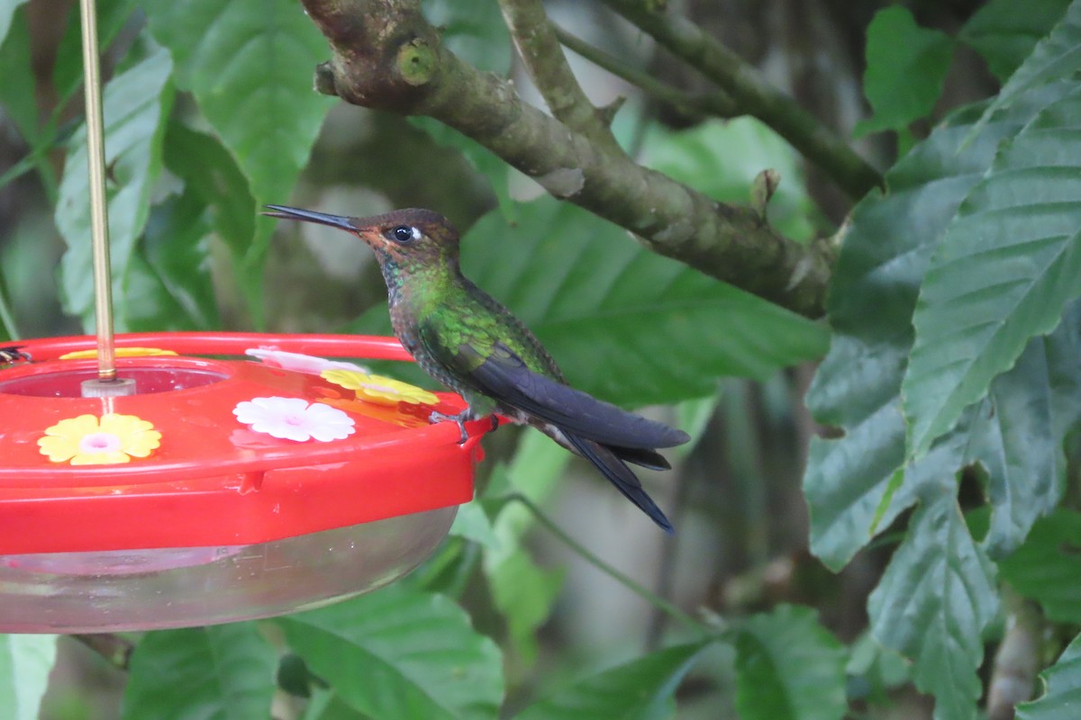 kolibřík fialovočelý - ML510800261
