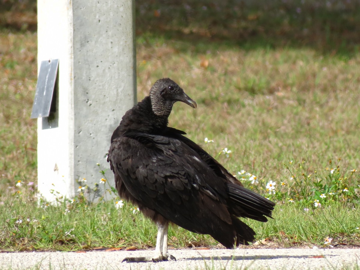 Black Vulture - Nancy Price