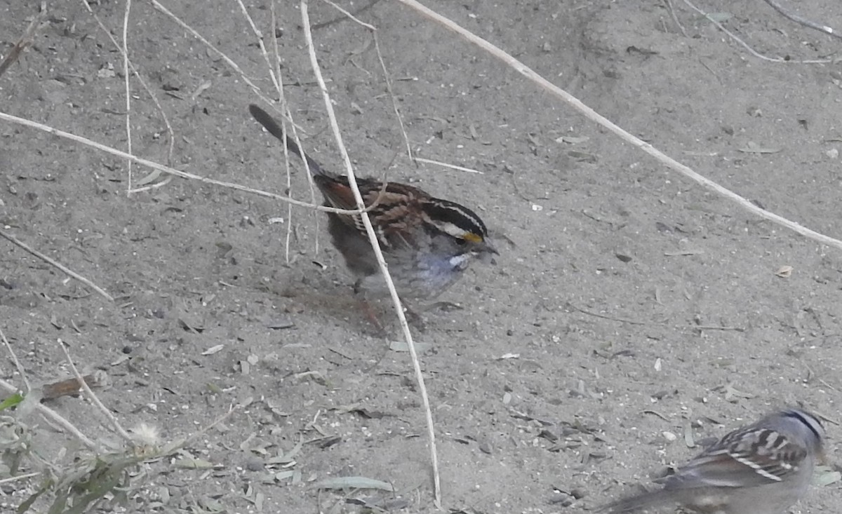 White-throated Sparrow - ML510803301