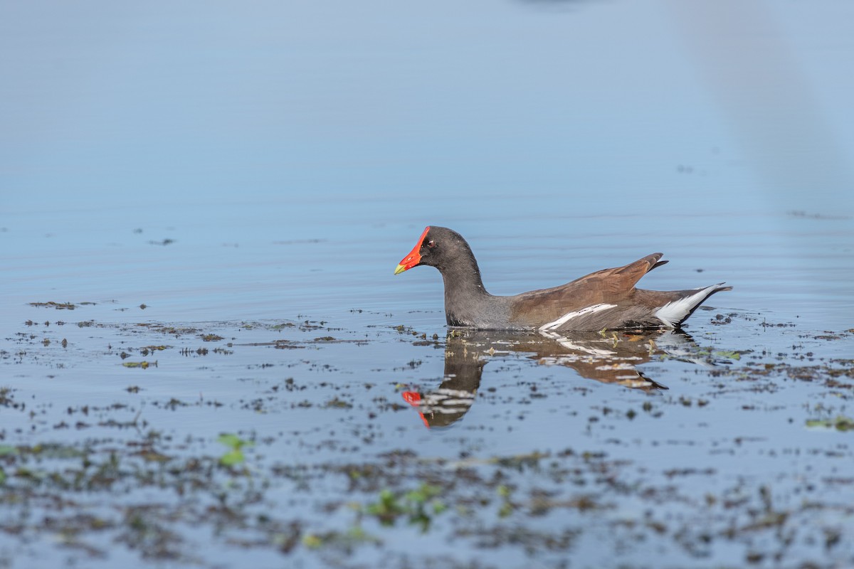 Common Gallinule at Boyd Hill Nature Park & Lake Maggiore by Randy Walker
