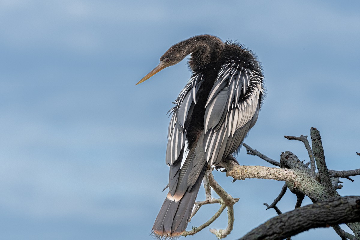 Anhinga at Boyd Hill Nature Park & Lake Maggiore by Randy Walker