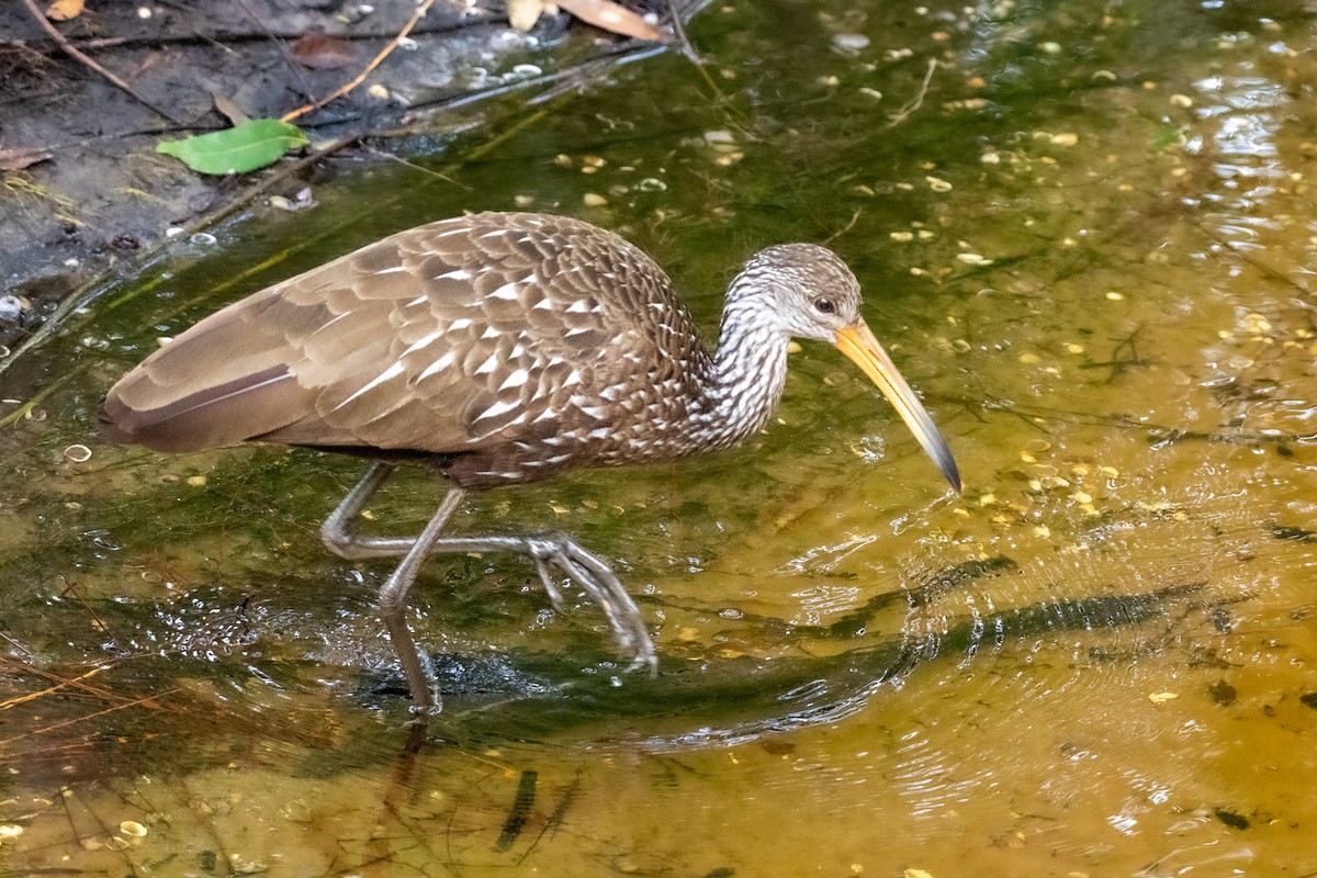 Limpkin at Boyd Hill Nature Park & Lake Maggiore by Randy Walker