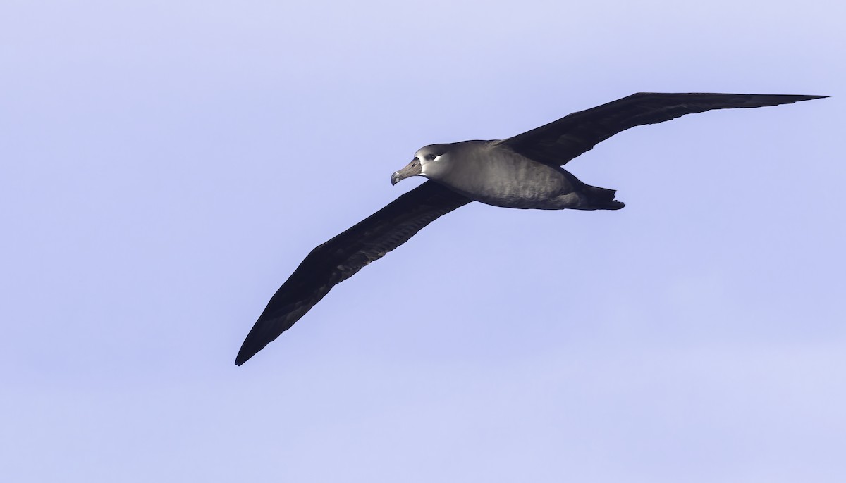 Black-footed Albatross - Connor Cochrane