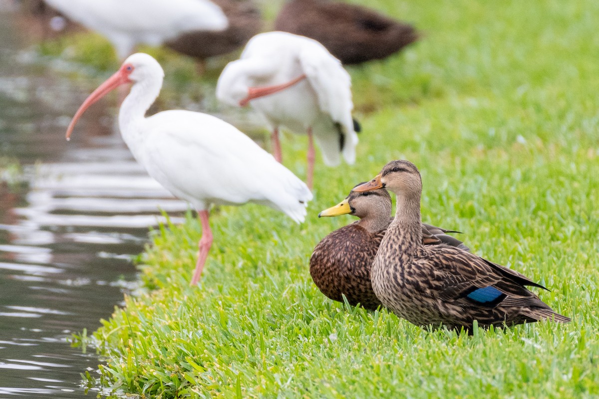 Mottled Duck at Duck Ponds & Tierra Verde by Randy Walker