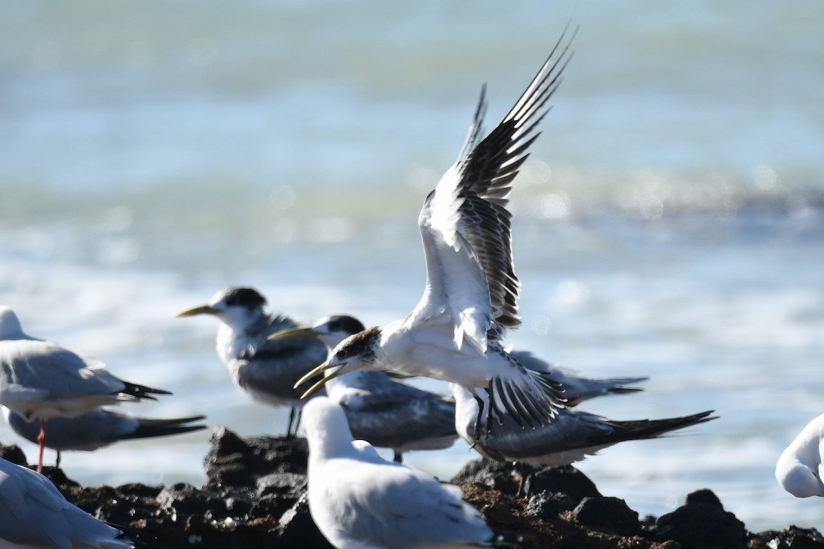 Great Crested Tern - ML510810561
