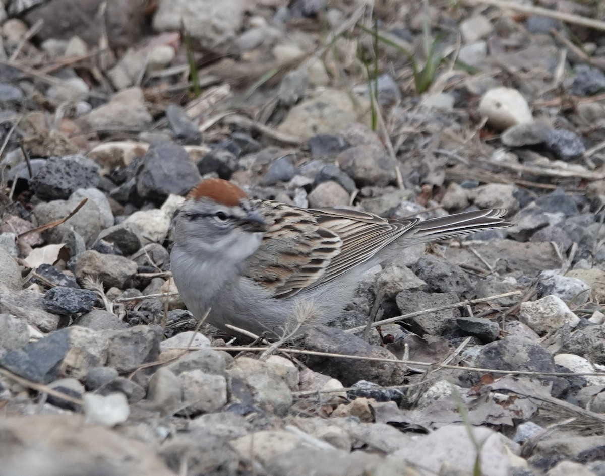 Chipping Sparrow - ML510812761