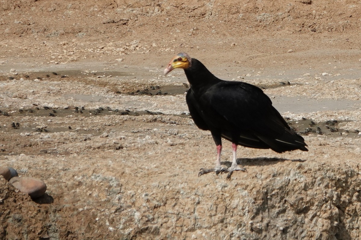Greater Yellow-headed Vulture - ML510817931