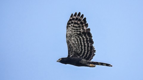 Black Hawk-Eagle - eBird